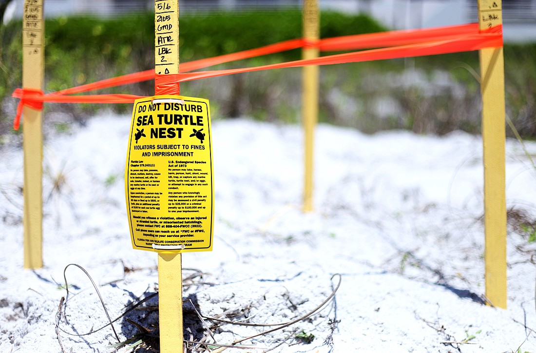 Each year turtles lay more than 2,000 nests from Longboat Key to Venice.