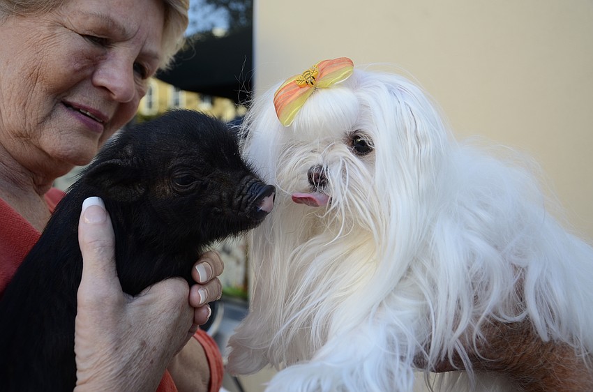 Issa, right, thinks the piglet is her baby, said Judy Goble.
