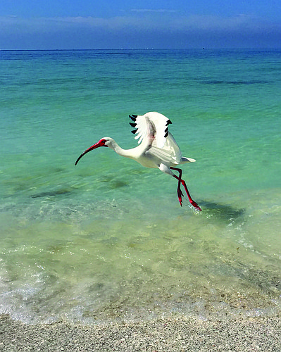 Cheryl Moore submitted this photo of an ibis, taken on Lido Key.