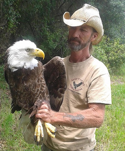 Justin Matthews, of Matthews Wildlife Rescue, rescued a Bald Eagle that was hit by a car May 4. Unfortunately, the bird died shortly after.