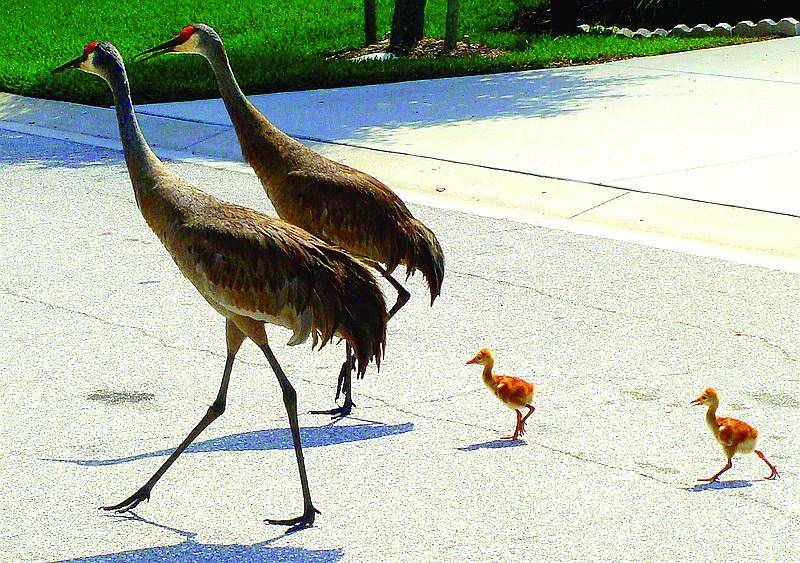 Anne McCunney submitted this photo of a sandhill crane family, taken in Bradenton.