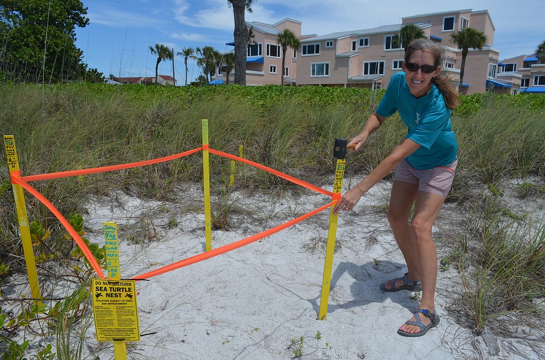 Cyndi Seamon marks the Keyâ€™s first turtle nest of the season outside Sand Cay Beach Resort. The nest was discovered April 28, three days before turtle nesting season officially began May 1. Photo by Kristen Herhold