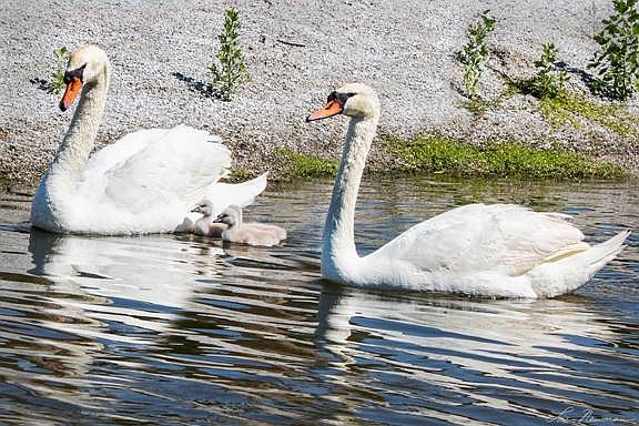 Swans Susie and Sully glide through the water with their three cygnets Saturday. Courtesy of Lou Newman