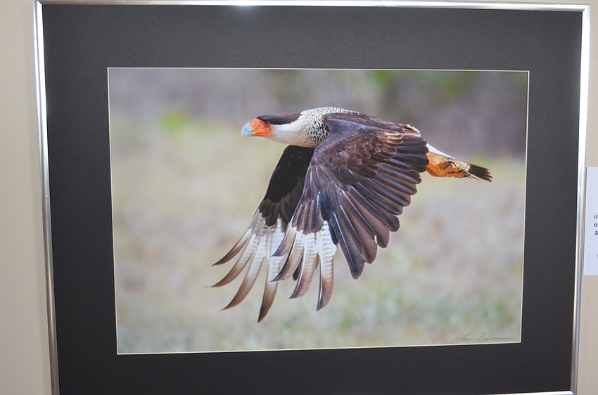 “Flying Low,” of a crested caracara in Florida