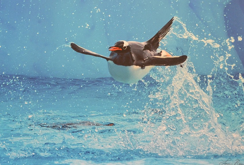 “Flying Penguin,” of a gentoo penguin in Antarctica