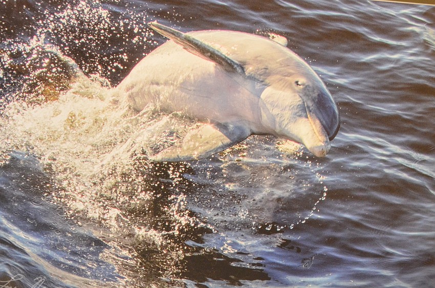 “Yippee!” of a bottlenose dolphin in Florida