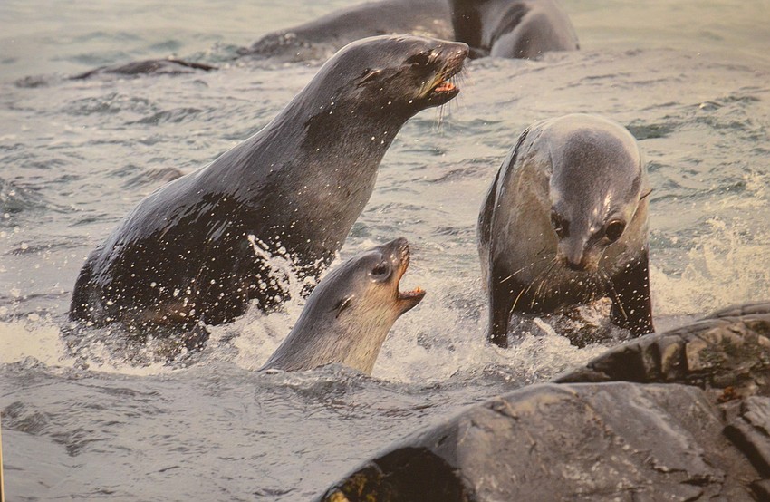 “Aggressive Play,” of Antarctic fur seals in South Georgia, Antarctic Island
