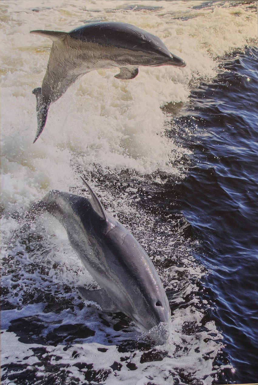 “Fun Time,” of Bottlenose dolphins in Florida