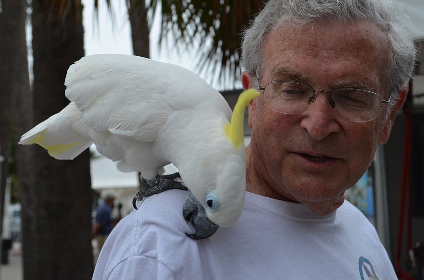 Save Our Seabirds volunteer, Jerry Bortman with Kelly a sulfur crested cockatoo.