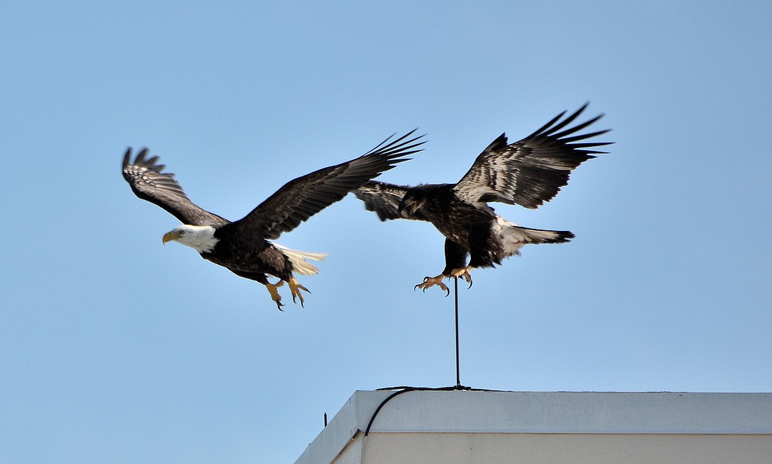 William Rosen submitted this photo of an osprey chasing an eagle off the roof of Grand Bay building four, taken from his Longboat Key lanai.
