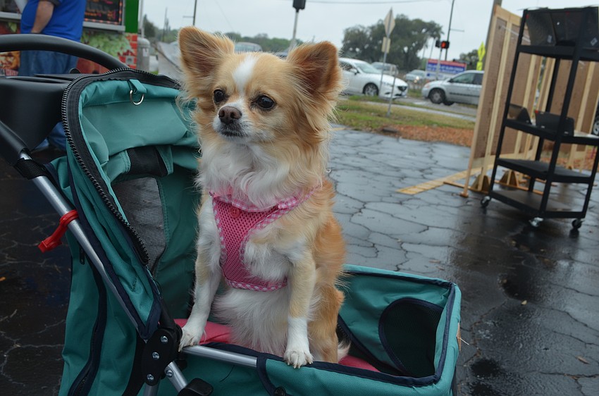 Lexie, a Chihuahua, enjoys the view from her throne.