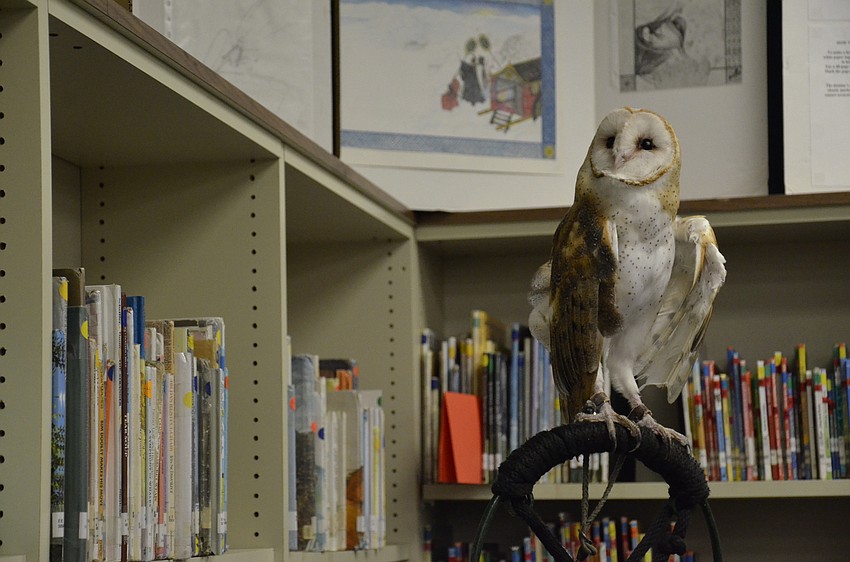 Barnabus the barn owl, brought to the festival by Wildlife, Inc.,  seems to be admiring the artwork on display in the media center.