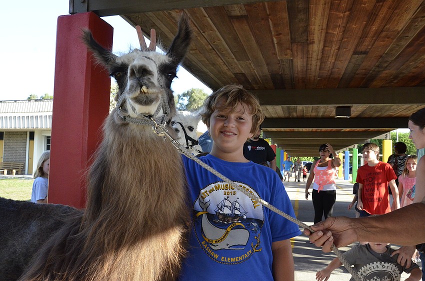 Brandon Stoddart, fourth grade, gives Serendipity the llama some bunny ears.