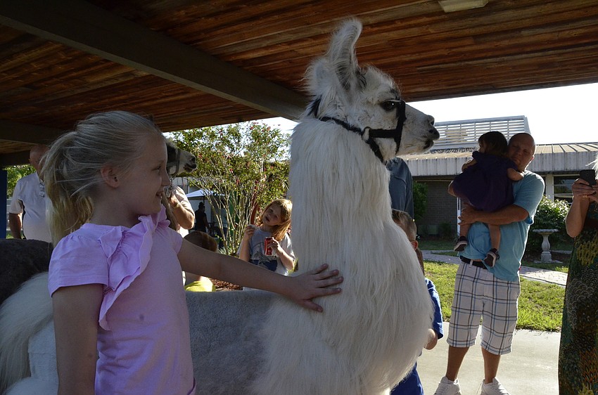 Hailey Williams, a third-grade student, pets Paintball Pete. She said the llamas were 