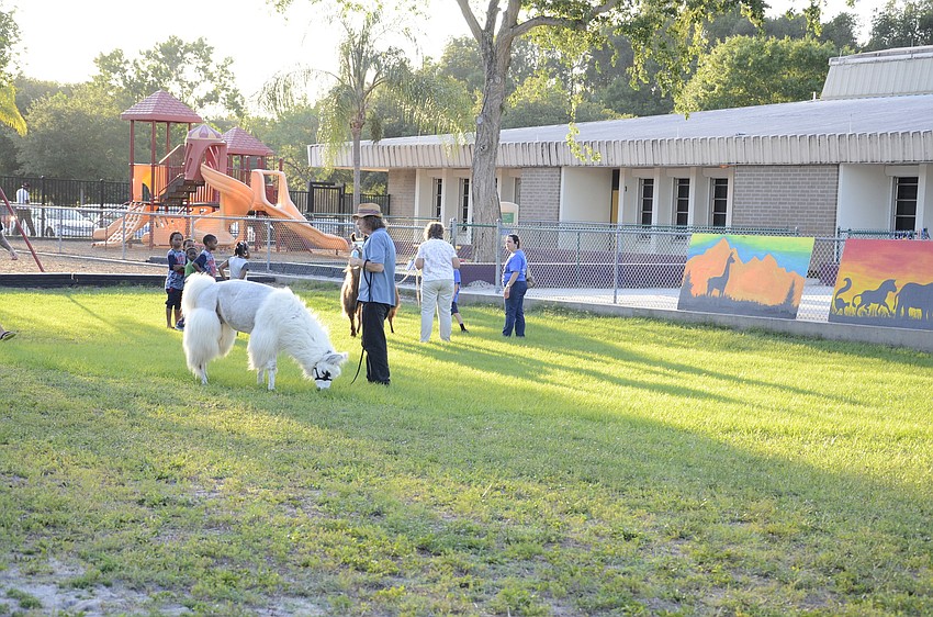 Oak Rest Farm brought in two llamas for the festival.