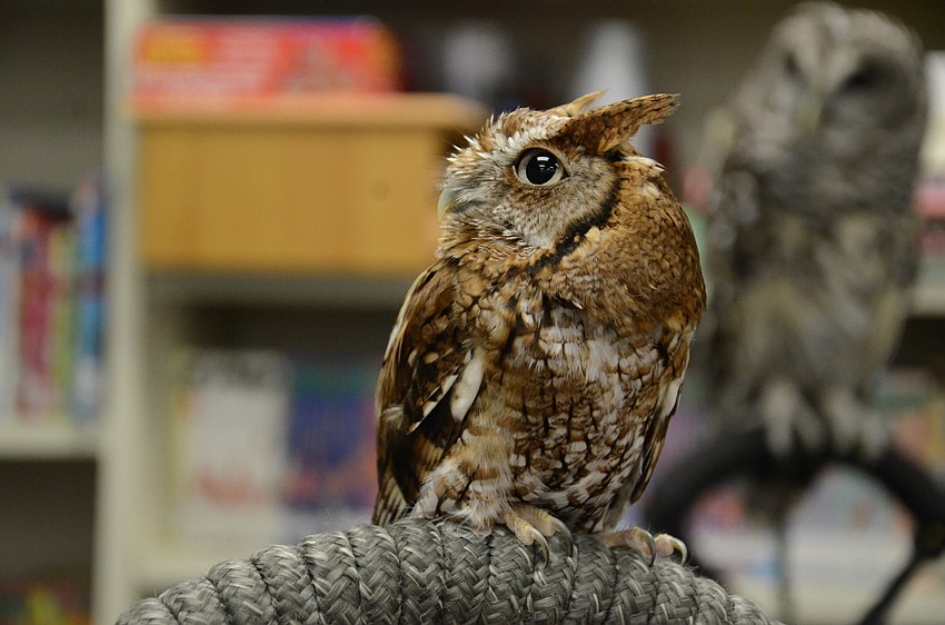 Wally the screech owl from Wildlife Inc. is one of five native Florida species of owl.