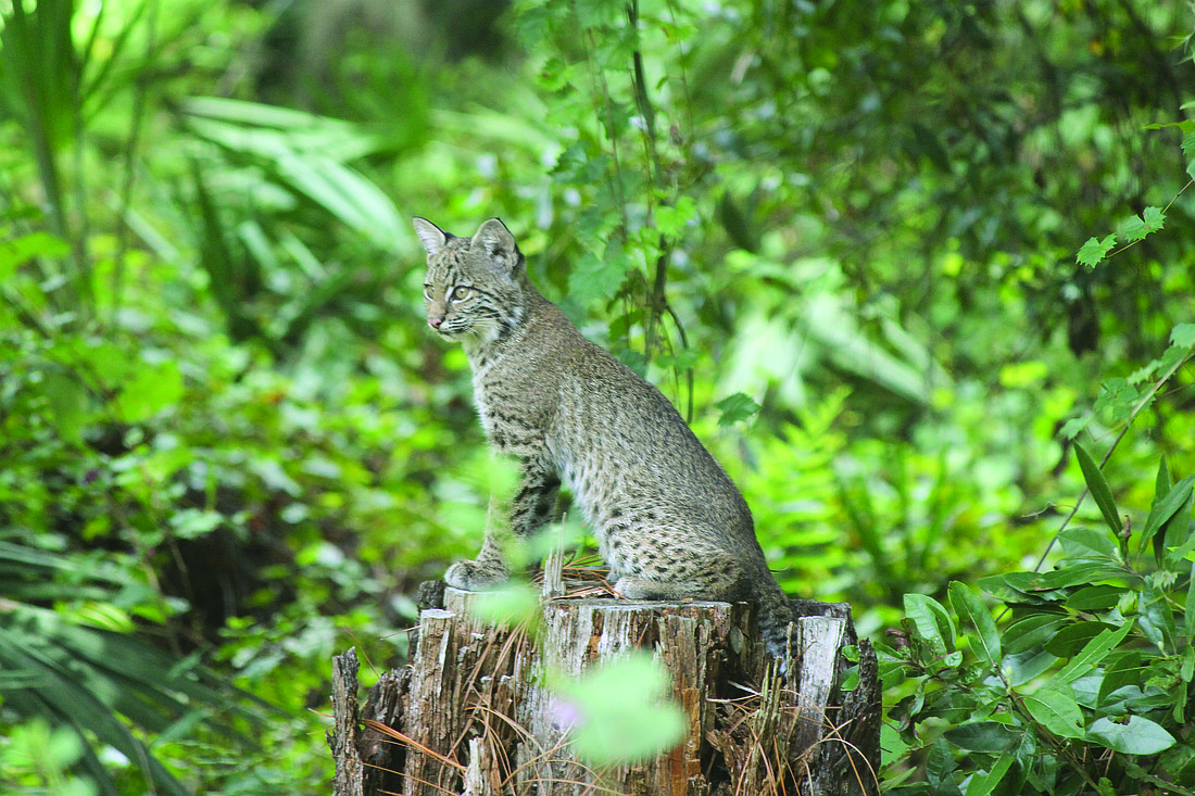 Frank Decker submitted this photo of a young bobcat sitting on a tree stump, taken near Conservatory Park, in Sarasota.