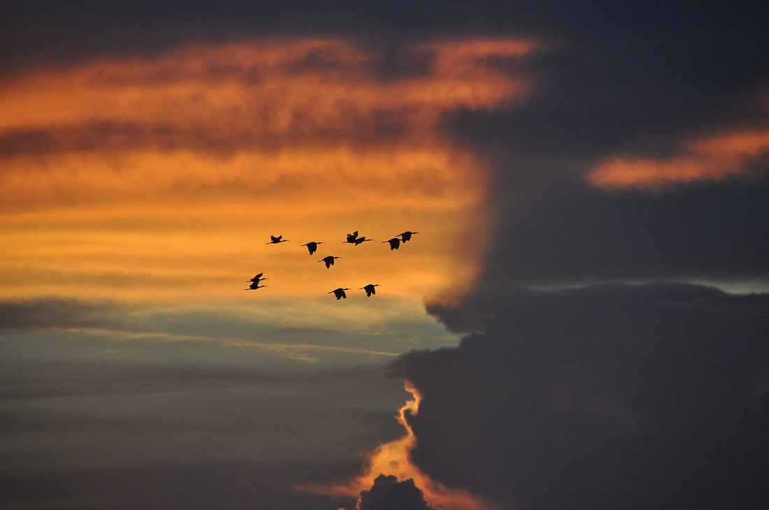 Rita Zuchelli submitted this photo of birds taking flight at sunrise, taken near Nathan Benderson Park.