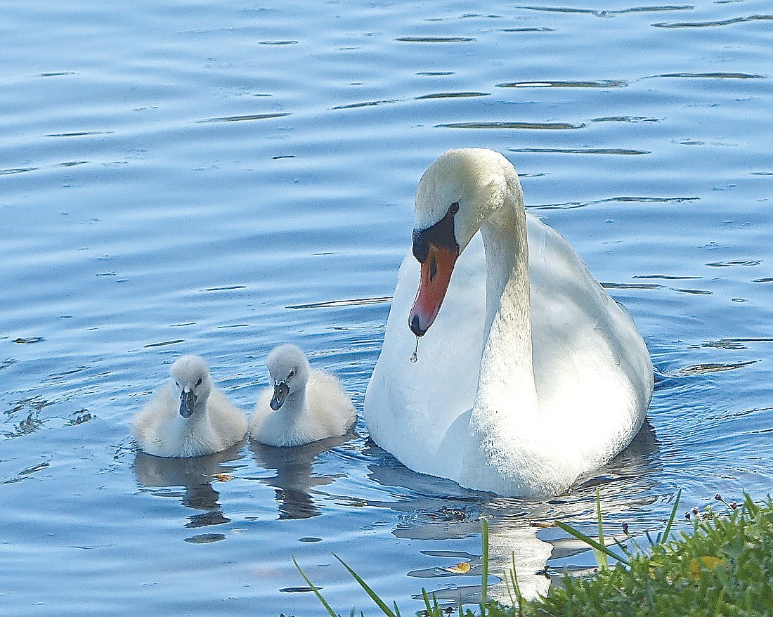 Margaret Roth submitted this photo of the Harbourside swan family.