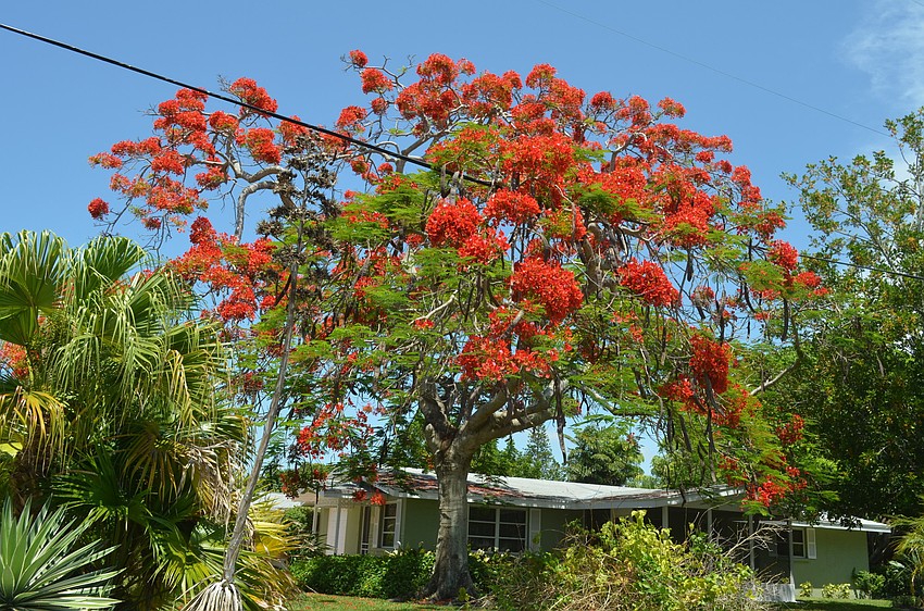 This poinciana tree is located in Longbeach Village, at the intersection of Fox St. and Poinsetta Ave.