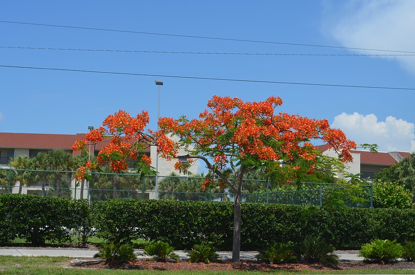 This poinciana tree is located near Windward Bay.