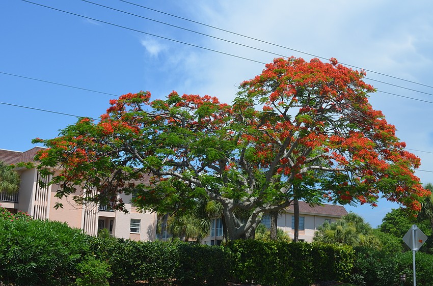 This poinciana tree is located near Longboat Harbour.