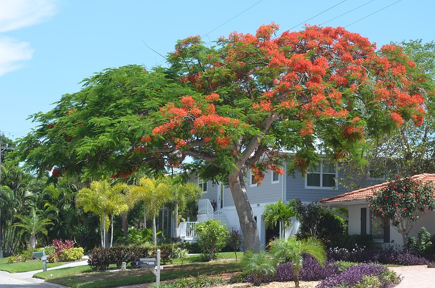 This poinciana tree is located at 1030 Bogey Lane.