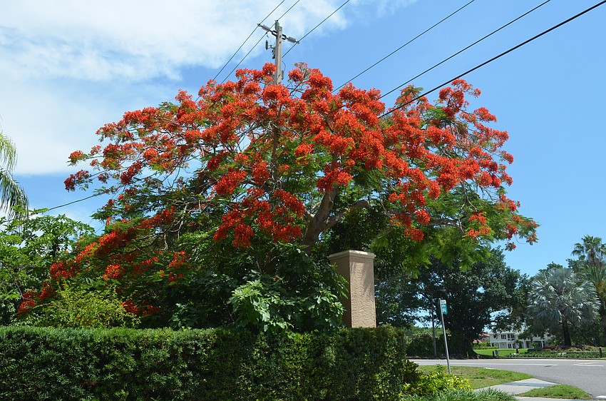 This poinciana tree is located at the Country Club Shores IV entrance.