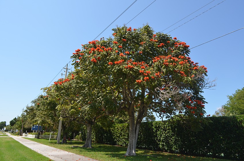 This poinciana tree is located near Banyan Bay Club.