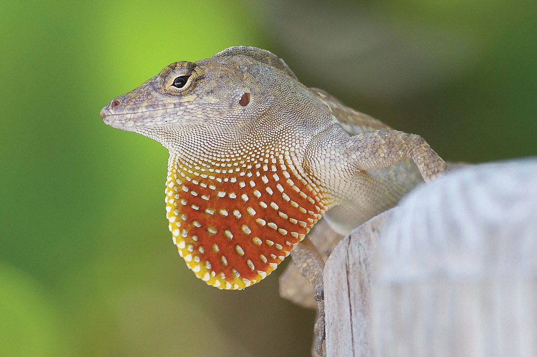 Boris Gozhansky submitted this photo of a brown anole lizard, taken on Leffis Key near Coquina Beach.