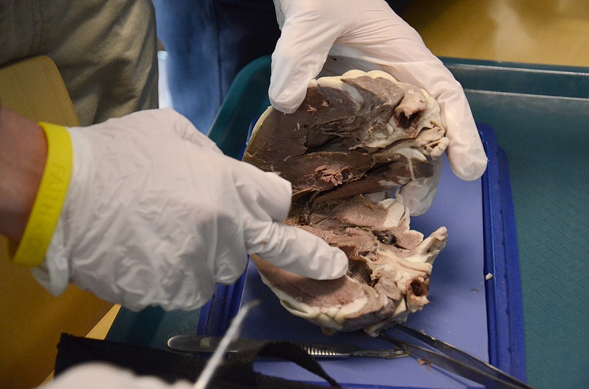 High school students dissect a sheep's heart.