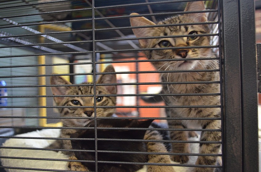 Kittens waiting for campers to come and play with them.