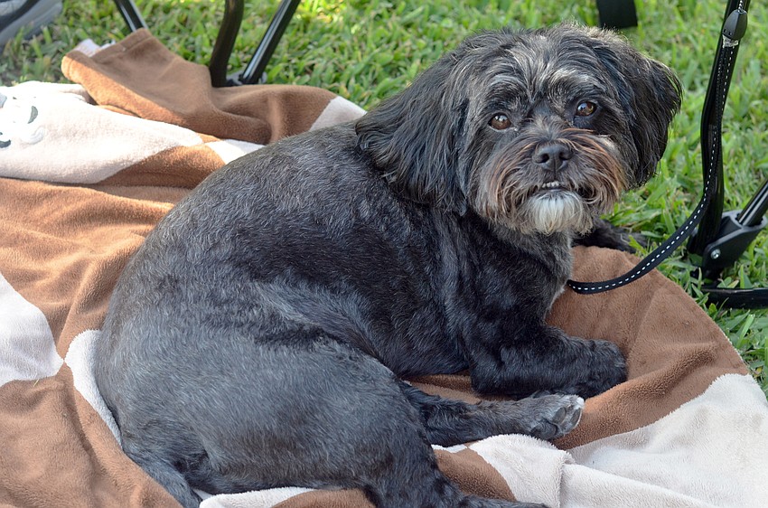 Mooshu the Cavapoo, enjoys a night out with his owners at the Friday Fest on the Bay Concert