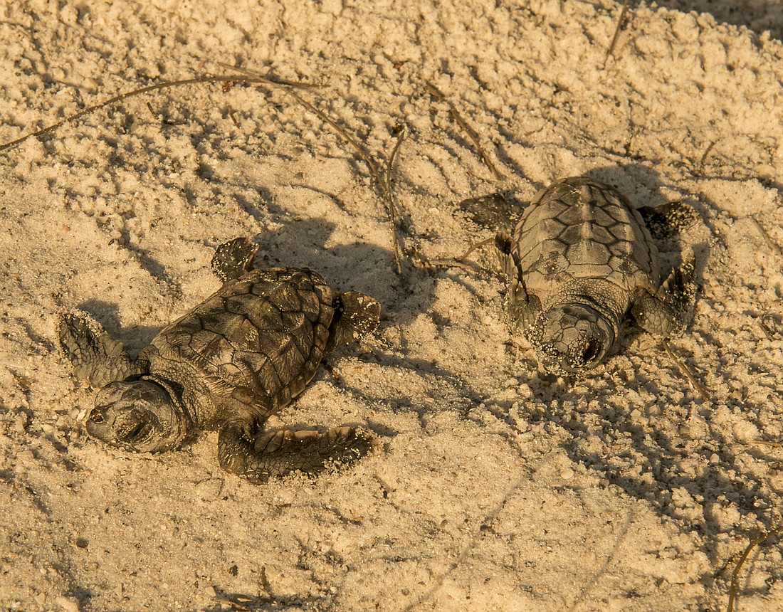Two hatchlings were found at the excavation and were guided toward the water.