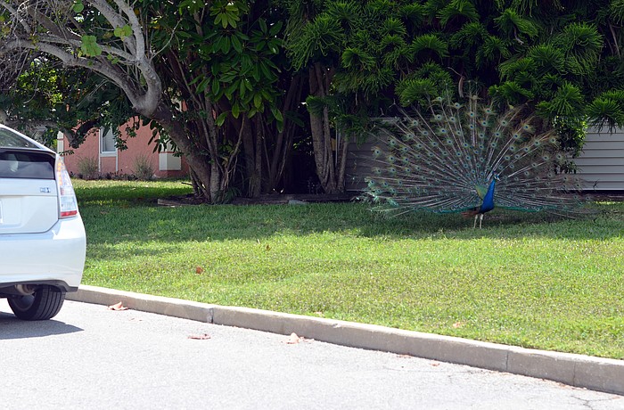 A peacock plan is likely to come before the commission this fall once more residents are back in town to provide comments on the matter.