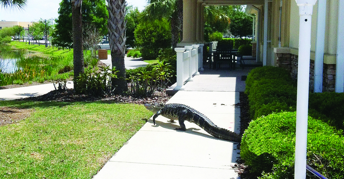 Lakewood Ranch Golf & Country Club resident Ron Jarvis pointed out the community doesnÃ¢â‚¬â„¢t have a clear cut policy in place to prevent gators from being trapped and killed.