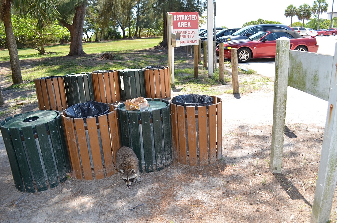 Raccoons are a common sight during the day at Ted Sperling Park, and the county is trying to reduce their ability to scavenge through trash cans for food. Photo by David Conway