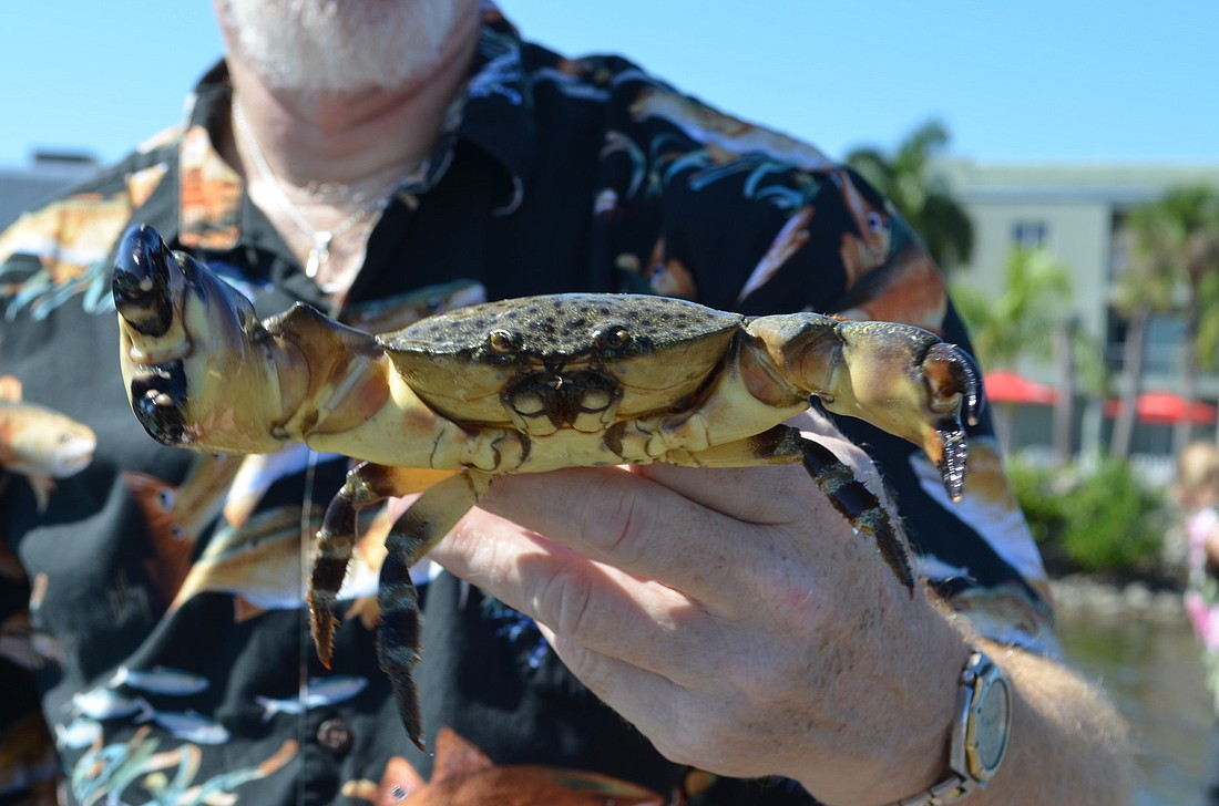 Moore's Stone Crab Restaurant co-owner Alan Moore holds up a stone crab at the start of season in October. (File photo)