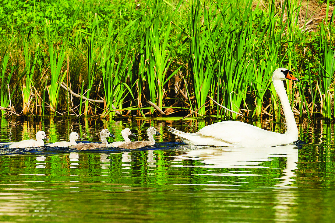 Wendy, right, leads her five 15-day-old cygnets.