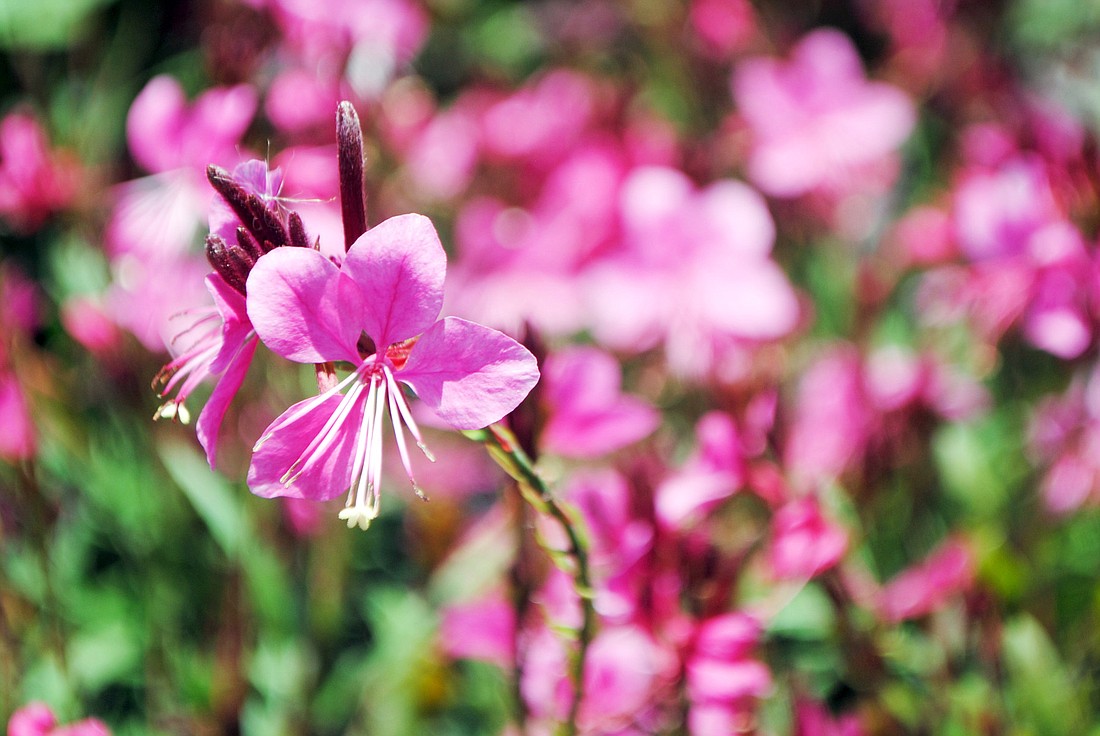 Sometimes referred to as "beeblossoms," gaura is a colorful flowering plant that thrives even in the warmest, sunniest of summers and also attracts butterflies. Photos by Heather Merriman.