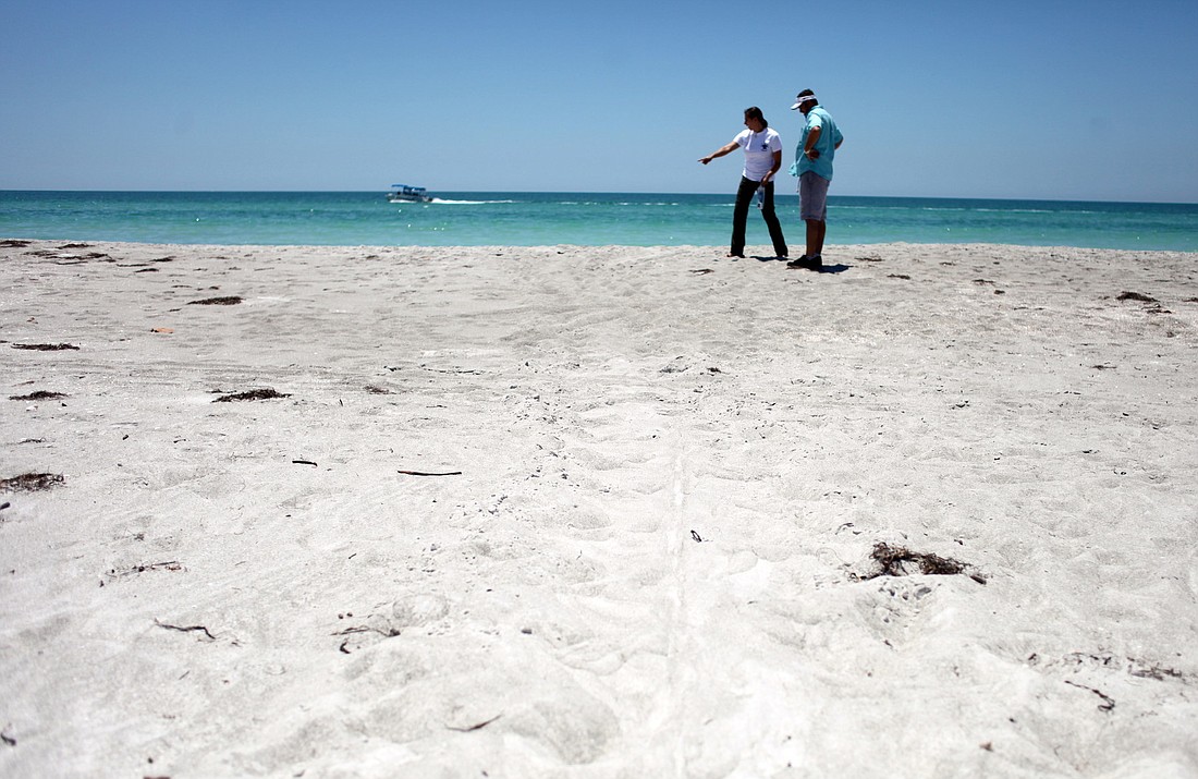 A Mote scientist points to tracks left by a recent sea turtle on a beach in Longboat Key.