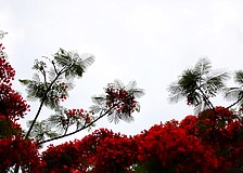 This royal poinciana tree is in full bloom at Buttonwood Cove.