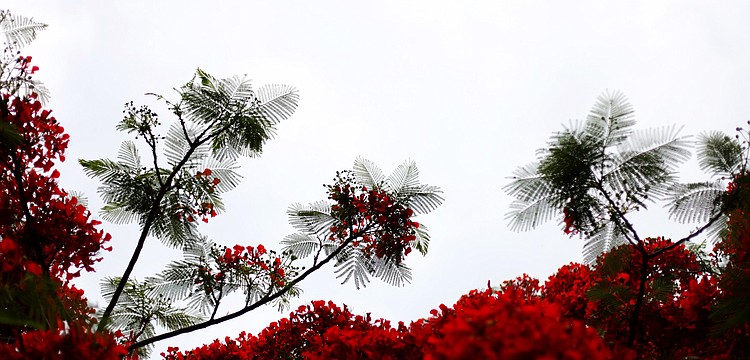 This royal poinciana tree is in full bloom at Buttonwood Cove.