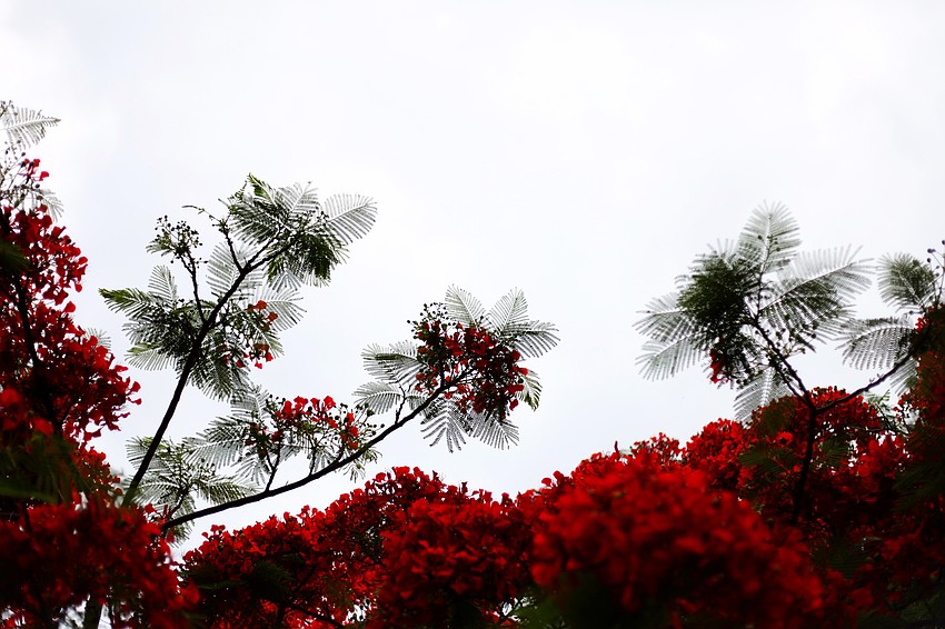 This royal poinciana tree is in full bloom at Buttonwood Cove.