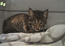 Dr. Mike Mossler, of Bayshore Animal Hospital in Bradenton, found the cub to be in good health, except for a slight irritation to one eye, upon examination Monday.