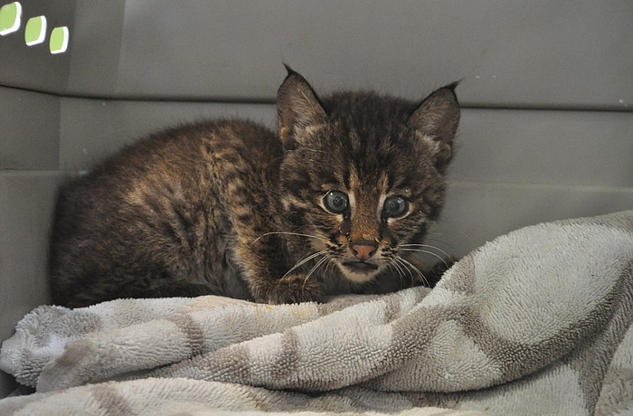 Dr. Mike Mossler, of Bayshore Animal Hospital in Bradenton, found the cub to be in good health, except for a slight irritation to one eye, upon examination Monday.