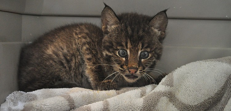 Dr. Mike Mossler, of Bayshore Animal Hospital in Bradenton, found the cub to be in good health, except for a slight irritation to one eye, upon examination Monday.