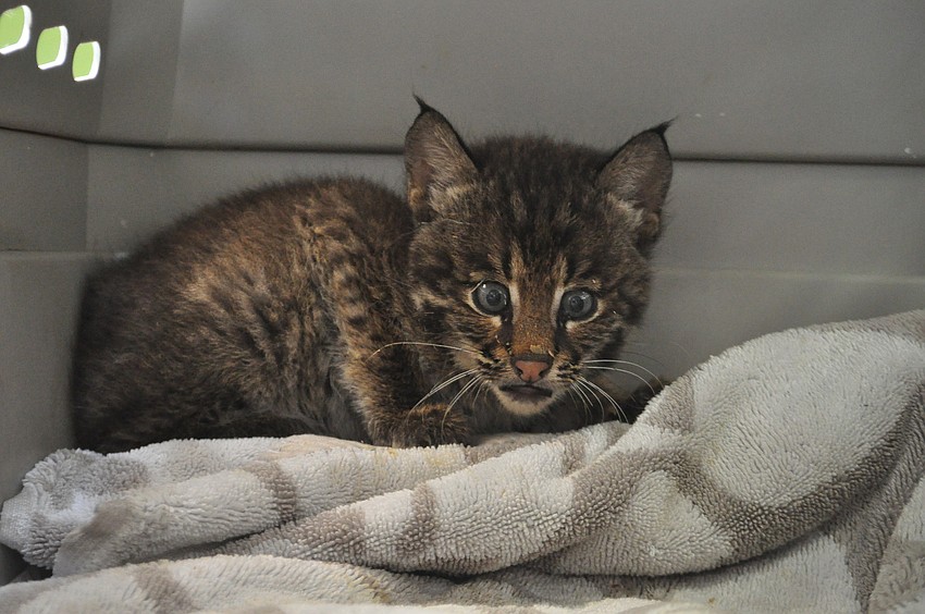 Dr. Mike Mossler, of Bayshore Animal Hospital in Bradenton, found the cub to be in good health, except for a slight irritation to one eye, upon examination Monday.