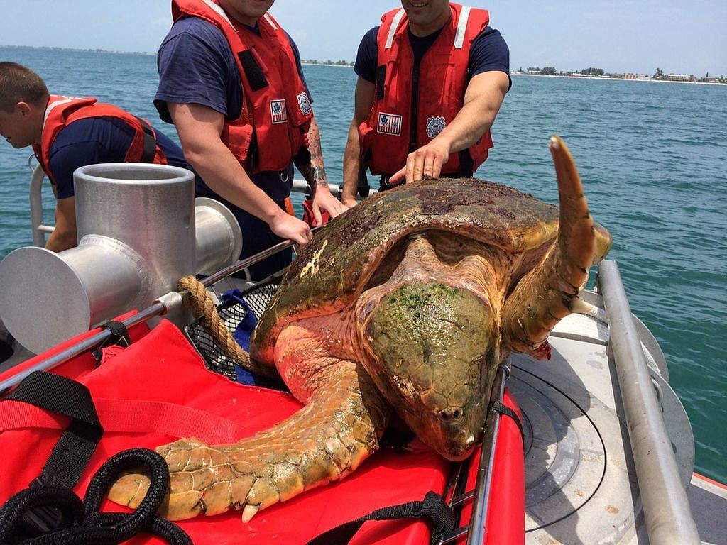 The Coast Guard rescued a turtle nicknamed Mrs. Turt Lee that is recovering at Mote.