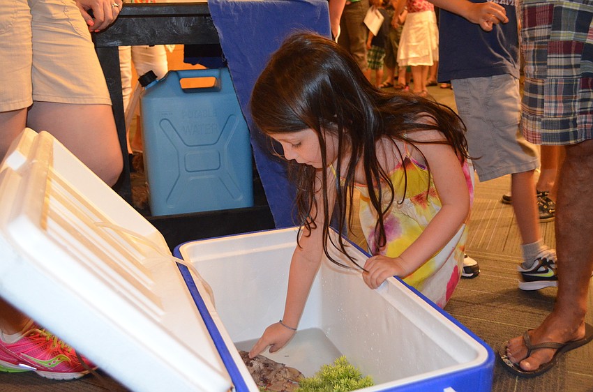 Madison Anderson touches the shovelnose lobster.